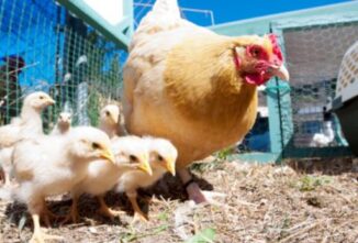 All About Orpington Chickens